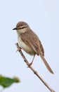 Jungle prinia Royalty Free Stock Photo