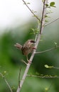 Jungle prinia Royalty Free Stock Photo