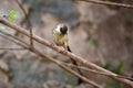 Jungle prinia Royalty Free Stock Photo