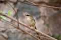 Jungle prinia Royalty Free Stock Photo