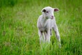 Beautiful shot of a lamb in the middle of the green field Royalty Free Stock Photo