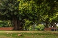 Beautiful shot of large bright green trees in a park Royalty Free Stock Photo