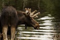 Beautiful shot of a large brown moose wading in a pond in a park