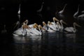 Beautiful shot of a large group of White Pelicans swimming on the lake Royalty Free Stock Photo