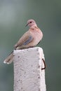 Laughing dove