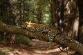 Beautiful shot of a lazy leopard resting on the tree with a blurred background Royalty Free Stock Photo