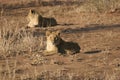 Beautiful shot of lion cubs on dry grassy field in Sabi Sands Reserve South Africa Ulusaba Royalty Free Stock Photo