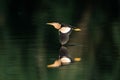 Beautiful shot of little bittern (Ixobrychus minutus) flying over a lake, image reflected in water