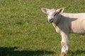 Beautiful shot of a little cute lamb with a smiley face in a grazing land Royalty Free Stock Photo