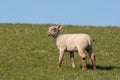 Beautiful shot of a little cute lamb with a smiley face in a grazing land