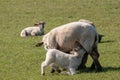 Beautiful shot of a little cute lambs drinking milk from the sheep