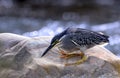 Little heron Royalty Free Stock Photo