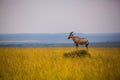 Beautiful shot of a lone antelope in the savanna