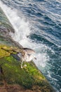 Beautiful shot of a lone young seagull resting on a wet rock at the coastline