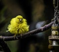 Beautiful shot of a lonely cute yellow perching bird on a tree branch with puffed-up feathers Royalty Free Stock Photo