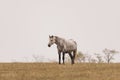 Beautiful shot of a lonely gray horse in a grass field