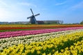 Beautiful shot of lonely windmill in the middle of an endless field of tulips.