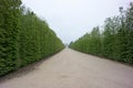 Beautiful shot of the long green alley in the gardens of Versailles. Royalty Free Stock Photo