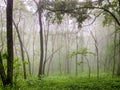 Beautiful shot of a lush green misty forest on the Appalachian Trail, Virginia Royalty Free Stock Photo