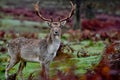 Beautiful shot of a majestic big-horned alert deer looking at the camera in a grassy field