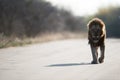 Beautiful shot of a male lion walking on the road with a blurred background Royalty Free Stock Photo