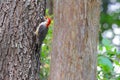 Beautiful shot of male red-bellied woodpecker clinging to a large tree trunk Royalty Free Stock Photo