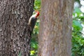 Beautiful shot of a male red-bellied woodpecker clinging to a large tree trunk Royalty Free Stock Photo