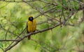 Beautiful shot of a male southern masked weaver bird in South Africa Royalty Free Stock Photo