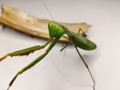 beautiful shot mantis Royalty Free Stock Photo