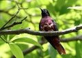 Maroon oriole