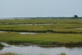 Beautiful shot of a marshy swamp with animals on Assateague Island in Worchester County, Maryland