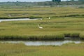 Beautiful shot of a marshy swamp with animals on Assateague Island in Worchester County, Maryland