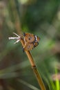 Mating butterflies Royalty Free Stock Photo