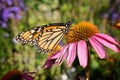 Beautiful shot of a Monarch butterfly feeding on a pink coneflower in Missouri