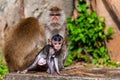 Beautiful shot of a monkey family in the jungle - mother and father monkeys protecting their baby Royalty Free Stock Photo