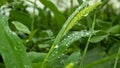 Beautiful shot of morning dew shining on the grass blades in the middle of Paddy fields Royalty Free Stock Photo