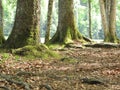 Beautiful shot of the mossy roots of trees in a forest