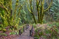 Beautiful shot of the mossy woods in the trailhead in Mt Hood National Forest, Oregon