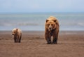 Beautiful shot of a mother Alaska brown bear and her cub in Lake Clark National Park Royalty Free Stock Photo