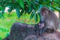 Beautiful shot of a mother and a baby monkey sitting on a rock in a jungle Royalty Free Stock Photo