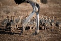 Beautiful shot of a mother ostrich with her babies Royalty Free Stock Photo