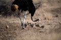 Beautiful shot of a mother ostrich together with her chicks Royalty Free Stock Photo