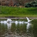 Beautiful shot in motion of two white swans swimming and splashing water in lake next to green park Royalty Free Stock Photo