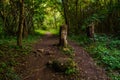 Beautiful shot of a mountainous trail in Stara Planina mountain in Serbia Royalty Free Stock Photo