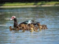 Beautiful shot of a muscovy duck family