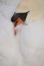 Beautiful shot of a mute swan resting its head on its white feathers Royalty Free Stock Photo