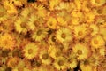 Beautiful shot of nature's bounty in colorful Mums