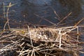 nest with duck eggs on the water Royalty Free Stock Photo