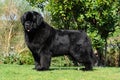 Beautiful shot of a Newfoundland dog outdoors during the day