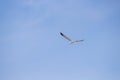 Beautiful shot of a northern gannet bird flying high above the sky Royalty Free Stock Photo